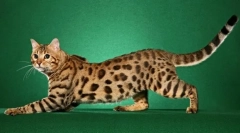 Найдорожча порода котів (фото): золотий purr