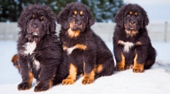 Найдорожча порода собак у світі: дорогоцінні фаворитів