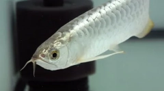 Найдорожчі риби