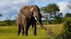 Найбільша земна тварина