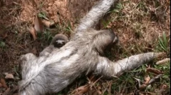 Найбільш ледача тварина у світі