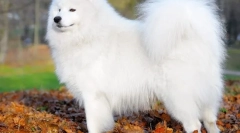 Samoyed laika (фото) - лояльний друг і позитивний енергетичний заряд