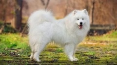 Самозваний собака