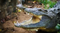 Найбільш агресивні тварини у світі