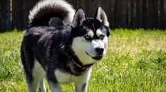 Найбільш активні породи собак у світі