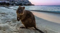 Найбільш нешкідливі тварини у світі