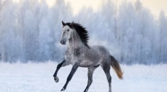 Найшвидші породи коней