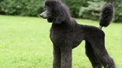 Найшвидші породи собак