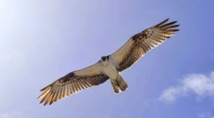 Найшвидші птахи у світі