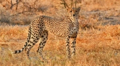 Найшвидші тварини у світі