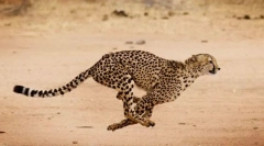 Найшвидші тварини