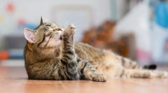 Найбільш чисті тварини