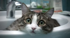 Найбільш добрі і ласкаві породи котів