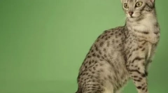 Найбільш довгоживі породи котів