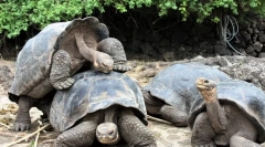 Найбільш довгоживі тварини у світі