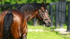 Найдорожчі коні у світі