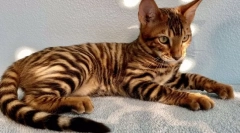 Найдорожчі породи котів