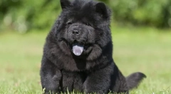 Найдорожчі породи собак