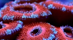 Найдавніші мешканці морських жителів