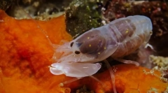 Найгучніші тварини у світі