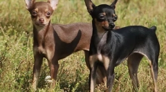 Найвідоміші невизнані породи собак (з фотографіями)