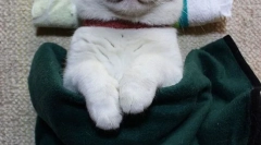 Найвідоміші кішки та кішки в інтернеті