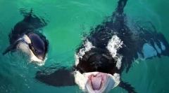 Найвідоміші кити