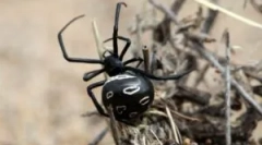 Найбільш отруйні павуки світу