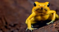 Найбільш отруйні тварини у світі