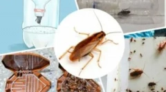 Найбільш ефективні пастки для тарганів