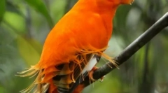 Найкрасивіші екзотичні птахи (12 фотографій)