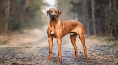 Найкрасивіші легенди про походження порід собак