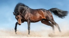 Найкрасивіші коні у світі