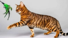 Найкрасивіші котячі породи