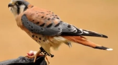 Найкрасивіші птахи планети (10 фотографій)