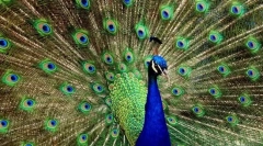 Найкрасивіші птахи