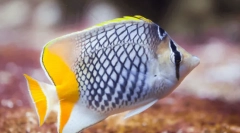 Найкрасивіші тварини у світі