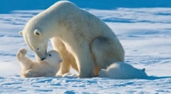 Найбільші хижаки землі