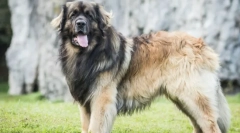 Найбільші породи собак у світі