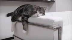 Ледачі породи кішок