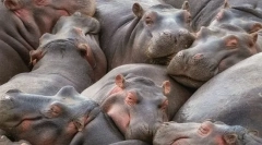 Ледачі тварини