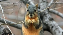 Найбільш милі рахунки instagram з домашніх тварин