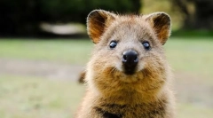 Найбільш милі тварини у світі