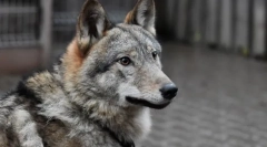 Найбільш незвичайні домашні тварини