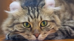 Найбільш незвичайні породи кішок