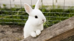 Найбільш невибагливі домашні тварини