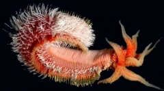 Найбільш неймовірні форми життя знайдені на глибині тихого океану