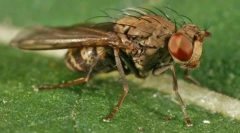 Найбільш небезпечні комахи для людини