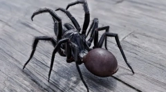 Найбільш небезпечні і отруйні павуки у світі