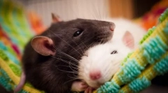 Найнебезпечніші ссавці